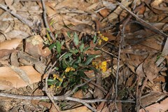 Grevillea chrysophaea
