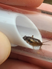 Eunemobius carolinus