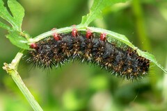 Arachnis aulaea