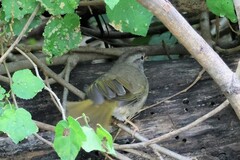 Arremonops rufivirgatus