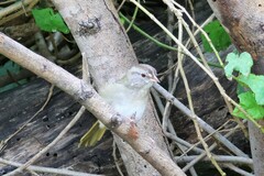 Arremonops rufivirgatus