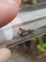 Eunemobius carolinus