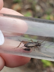 Eunemobius carolinus