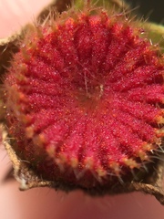 Synchytrium australe