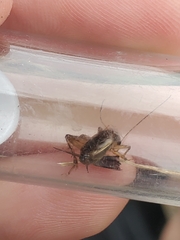 Eunemobius carolinus