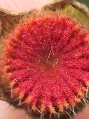 Synchytrium australe