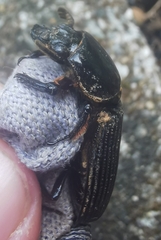 Passalus