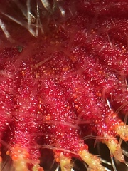 Synchytrium australe