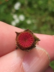 Synchytrium australe