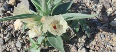 Mohavea confertiflora