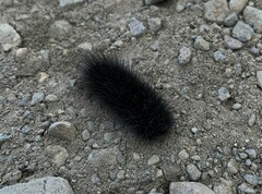 Hypercompe permaculata