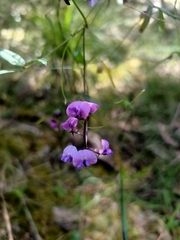 Glycine clandestina