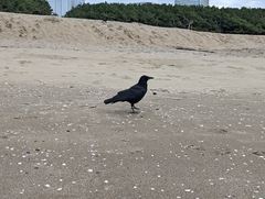 Corvus corone orientalis