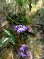 Glycine clandestina