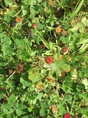 Synchytrium australe