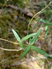 Glycine clandestina