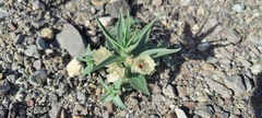 Mohavea confertiflora