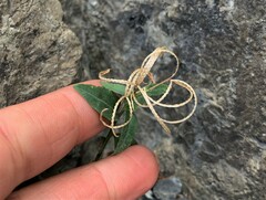 Epilobium anagallidifolium