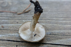 Pholiota velaglutinosa