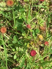 Synchytrium australe