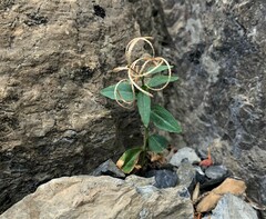 Epilobium anagallidifolium