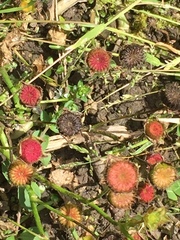 Synchytrium australe