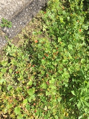 Synchytrium australe