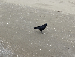 Corvus corone orientalis