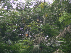 Pteropus seychellensis seychellensis