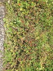 Synchytrium australe