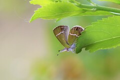 Chlorostrymon simaethis