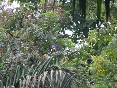 Pteropus seychellensis seychellensis