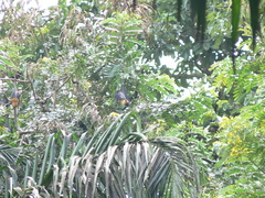 Pteropus seychellensis seychellensis