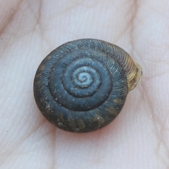 Polygyra cereolus