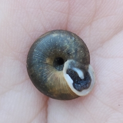 Polygyra cereolus