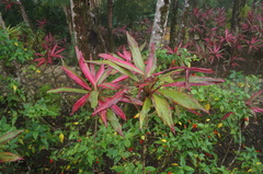 Cordyline fruticosa