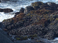 Mytilus californianus