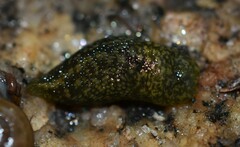 Limacus