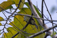 Myiarchus