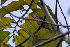 Myiarchus