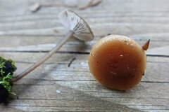 Pholiota velaglutinosa