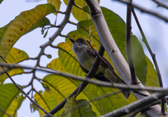 Myiarchus