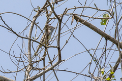 Tyrannidae