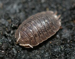 Porcellio dilatatus