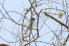 Tyrannidae