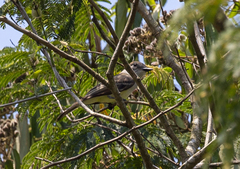 Tyrannidae
