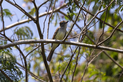 Tyrannidae