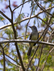 Tyrannidae