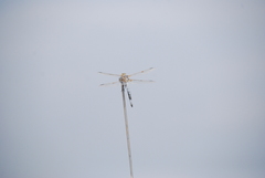 Libellula composita