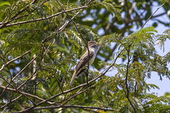 Tyrannidae